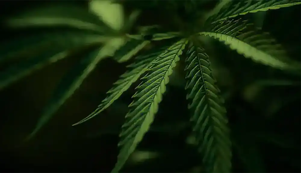 A couples of cannabis leaves on a dark background