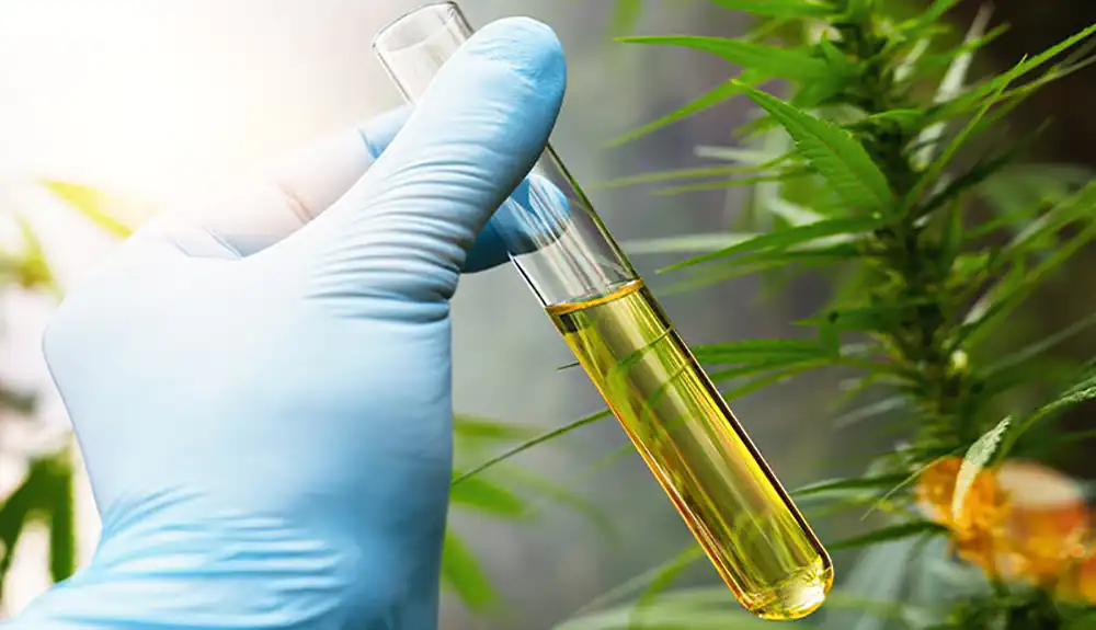 A flask with cannabidiol oil in the hand of a scientist with hemp plant on background.