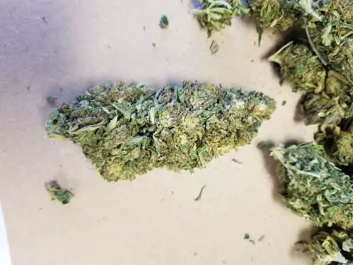 a cannabis head ready for extraction