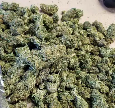 a lot of cannabis heads ready for use