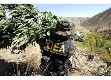 dea worker carrying large hemp on his back