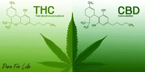 Cannabis leaf and CBD and THC chemical formulas on both sides of it