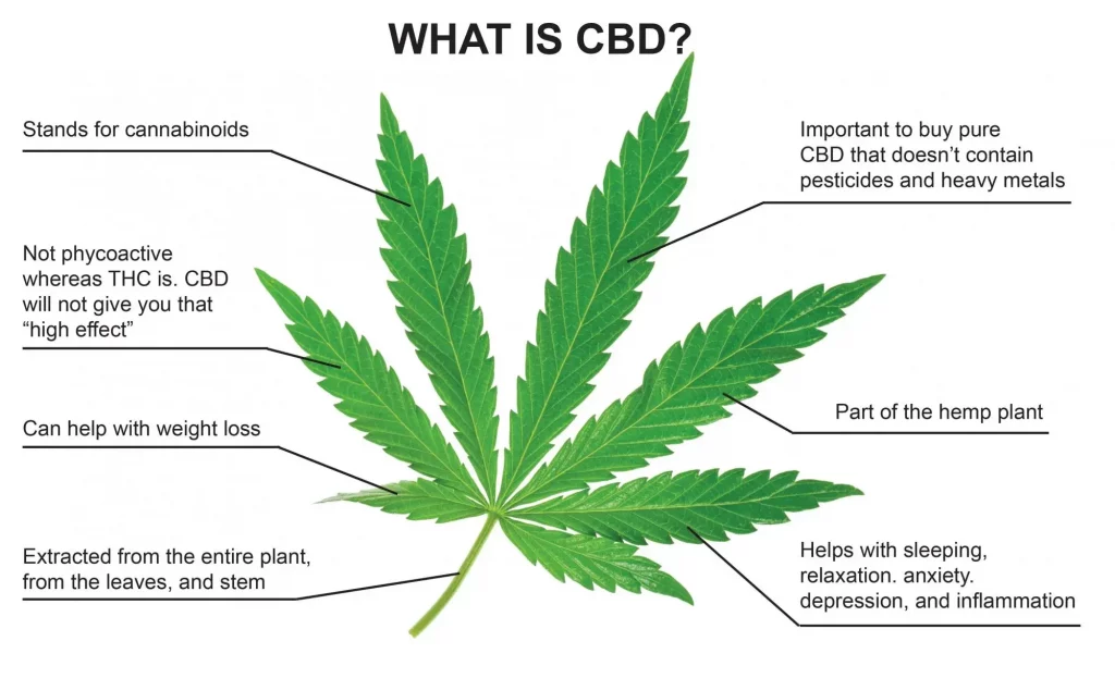 infographic-what-is-cbd explained