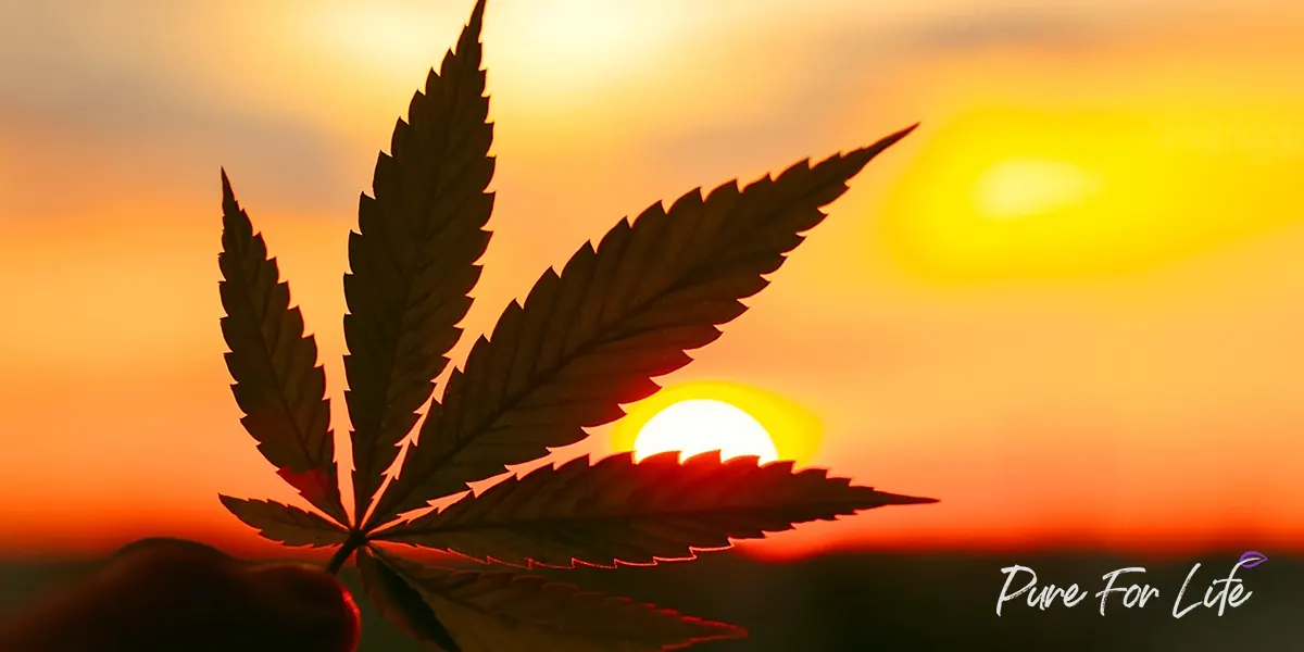 Cannabis leaf and sunset on background