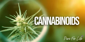 Cannabis flower and "cannabinoids" inscription