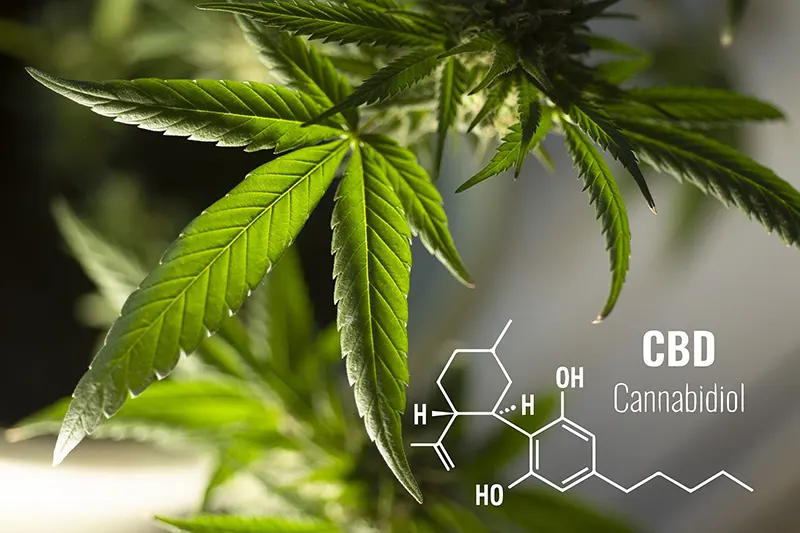 Cannabis leaves and CBD chemical formula.