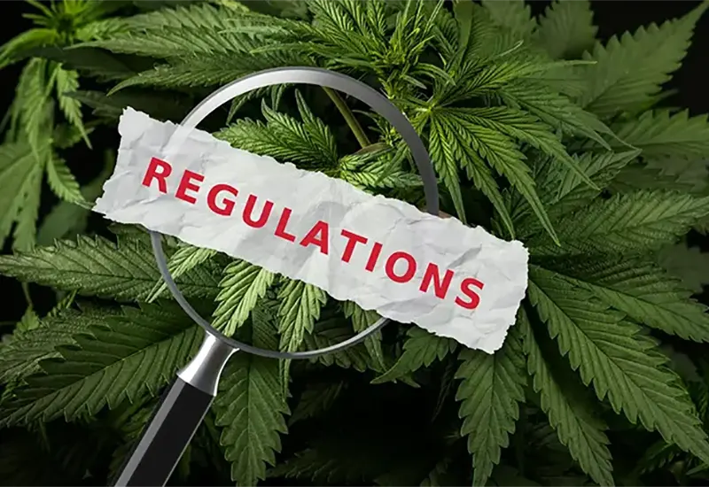 Cannabis leaves and magnifying glass with "regulation" inscription.
