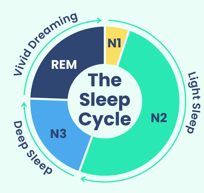 Sleep Cycles and Stages Pie Chart