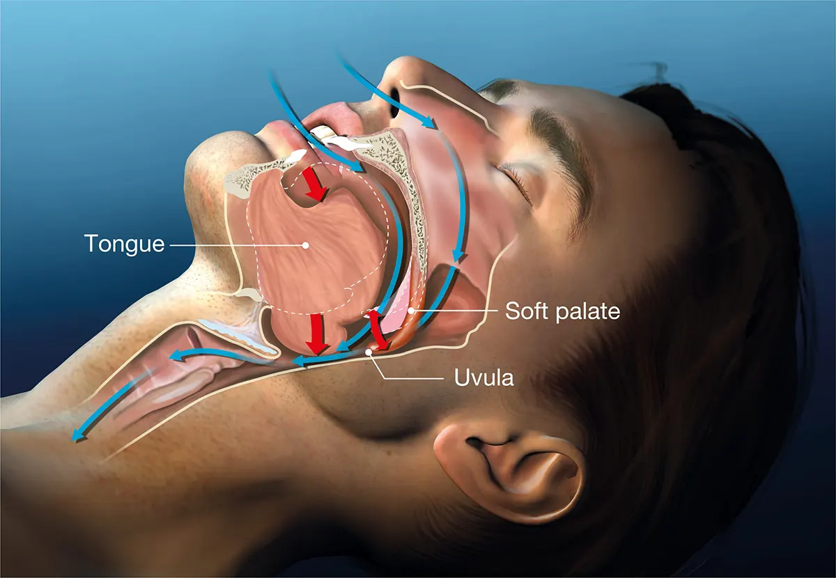 A diagram of the upper respiratory system.
