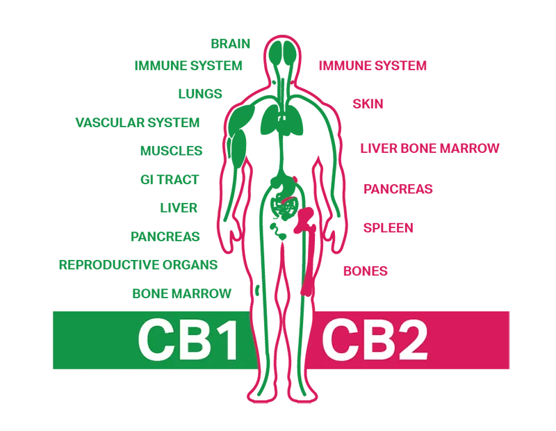 A diagram of endocannabinoid system of human body with CB1 and CB2 receptors explained. 