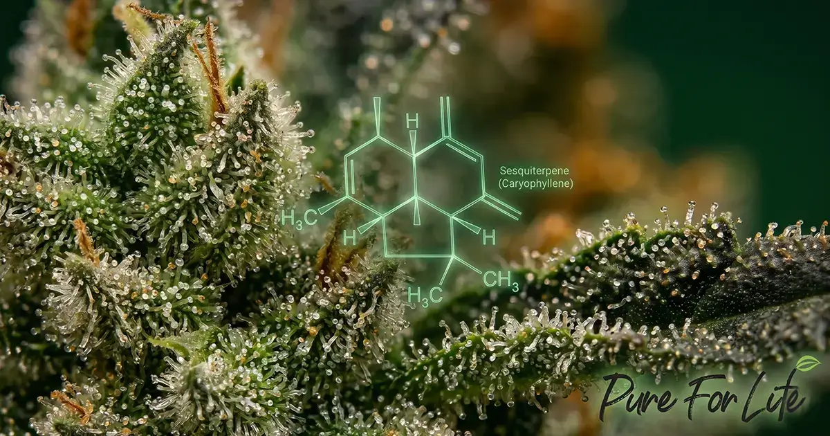 Beta-caryophyllene molecular structure overlaid on cannabis trichomes — the only dietary terpene that directly activates CB2 immune receptors