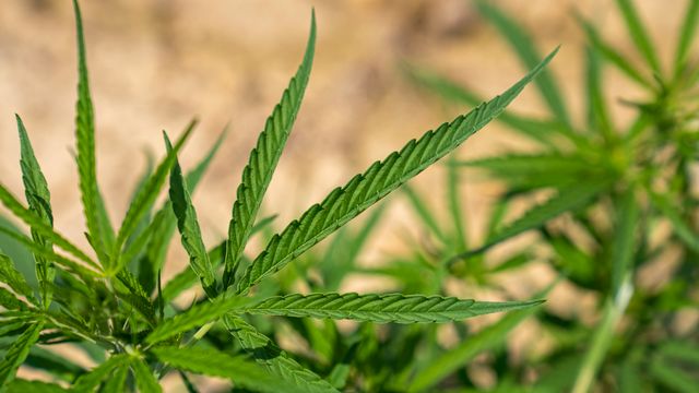 14 Truths and Myths About CBD and Cannabis-pureforlife