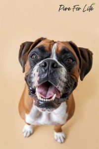 The Ultimate Guide to Full-Spectrum CBD for Pets